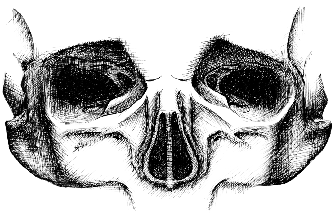 Illustration of a skull